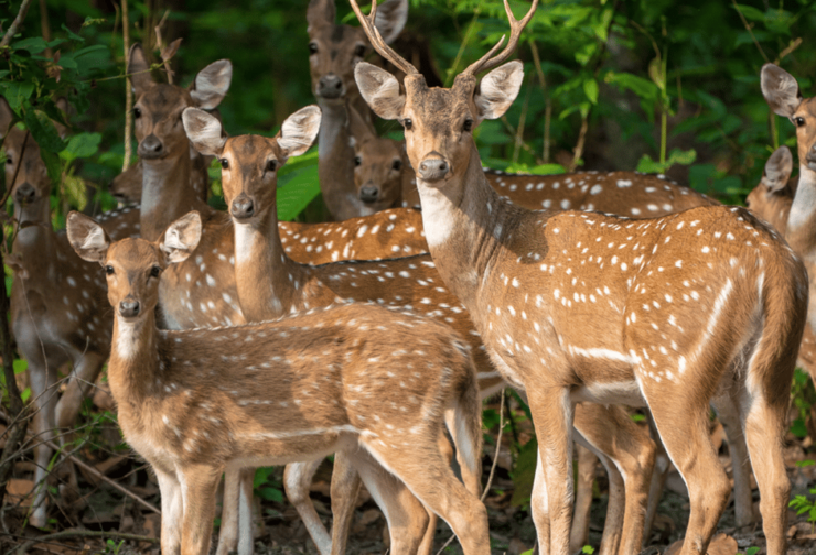 Kathmandu Chitwan Tour-Transportation Hotel and Meals - Transportation Options