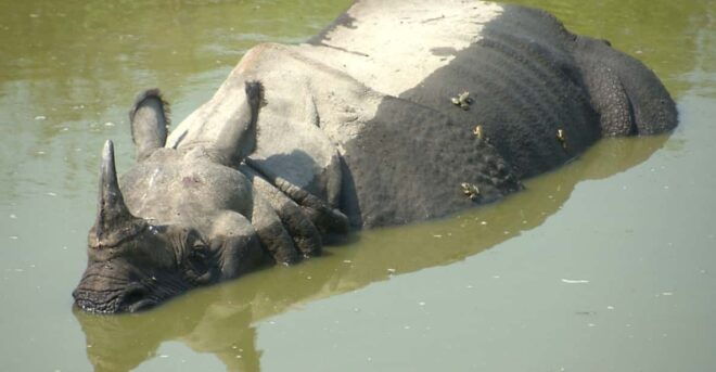 Kathmandu Chitwan Tour-Transportation Hotel and Meals - Hotel Accommodation