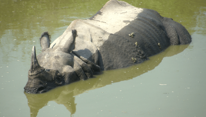 Kathmandu Chitwan Tour-Transportation Hotel and Meals - Cultural Experiences