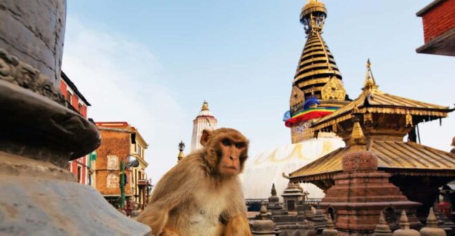 Kathmandu City Private Walking Tour: Monkey Temple/ Shyambhu - Booking Your Tour
