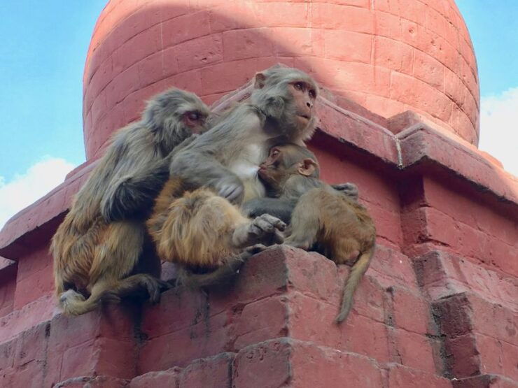 Kathmandu City Tour - Tour Duration and Flexibility