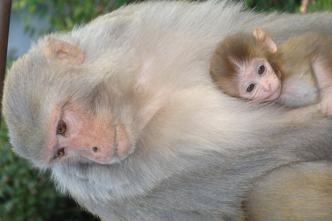 Kathmandu Day Tour - Additional Tips and Recommendations