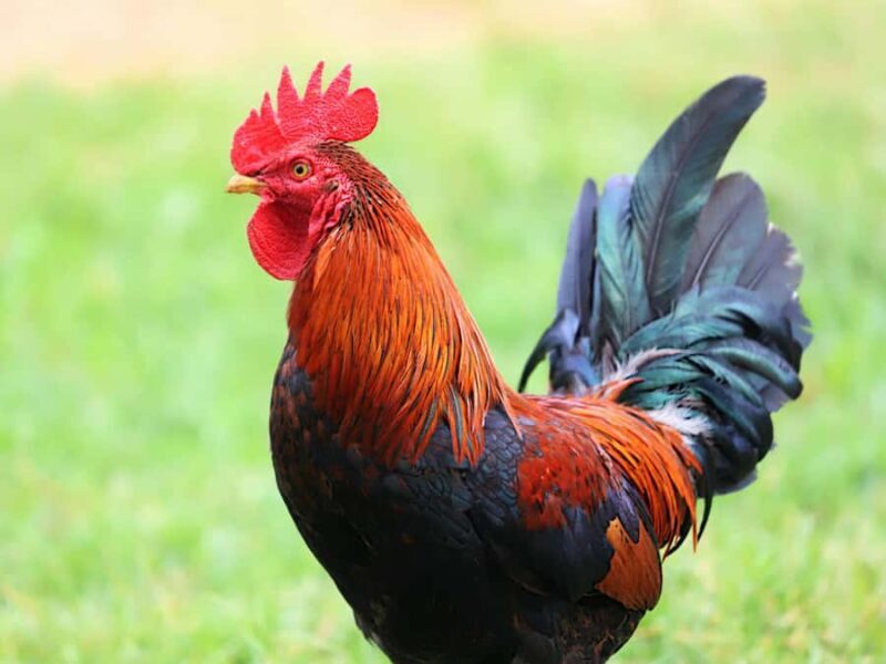 Kathmandu: Guided Local Chicken Dinner/lunch with 10+ items - The Guided Tasting Experience