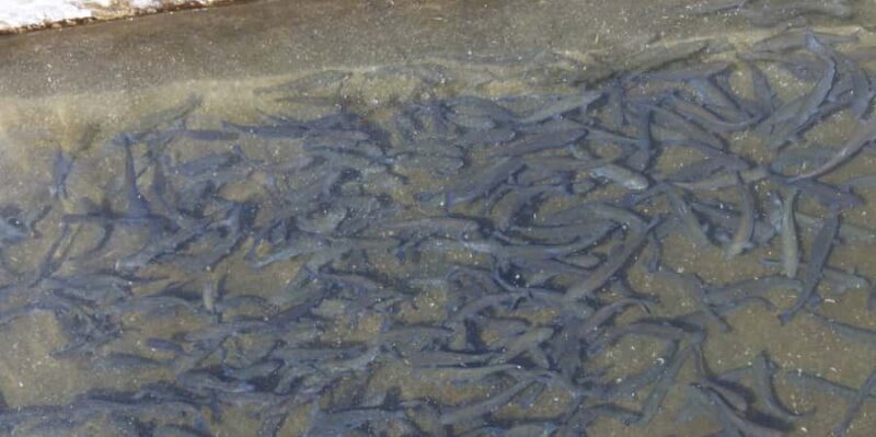 Kathmandu: Himalayan Viewpoint & Trout Fishing Tour - A Scenic Escape with Unmatched Views