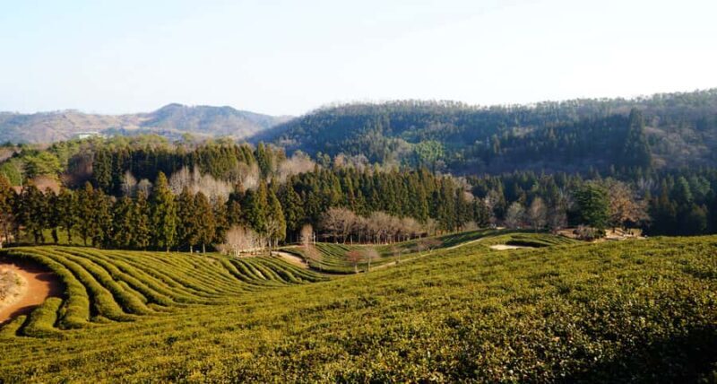 Kathmandu: Ilam Tea Garden & Sunrise 3-Day Tour - Who Is This Tour Best For?