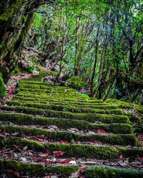 Kathmandu: Jamacho( Nagarjung Danda) Day Hike - Pricing and Booking