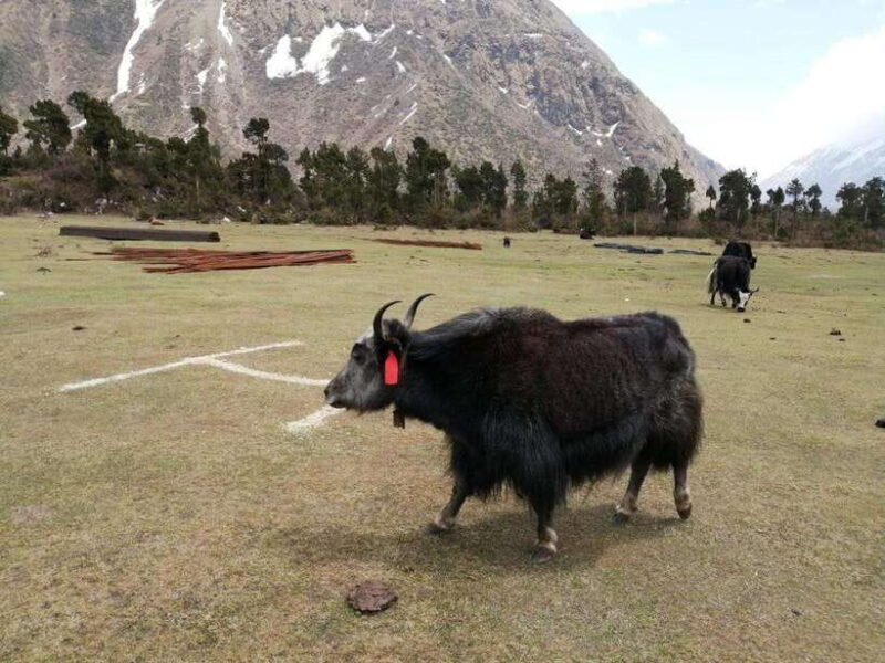 Kathmandu: Kanchenjunga Base Camp Trek with Flights - What Makes This Tour Stand Out?