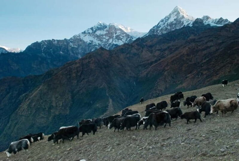 Kathmandu: Khopra Ridge Trek with Panoramic Views - Good To Know