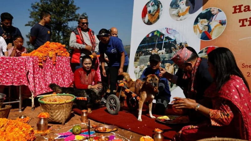 Kathmandu: Kukur Tihar Festival Tour with Local Family - Introduction: A Heartfelt Festival Through Local Eyes