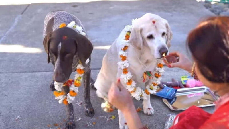 Kathmandu: Kukur Tihar Festival Tour with Local Family - Good To Know