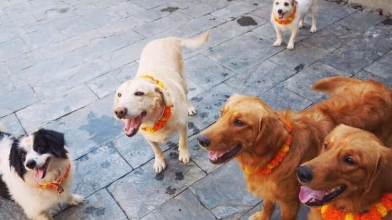 Kathmandu: Kukur Tihar Festival Tour with Local Family - An In-Depth Look at the Kukur Tihar Festival Tour