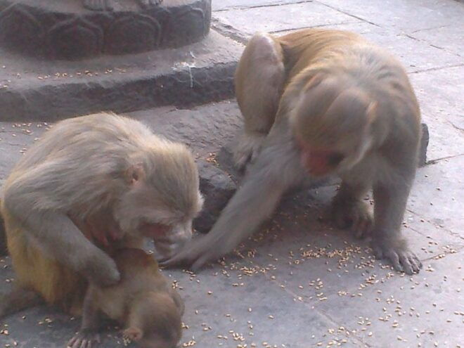 Kathmandu: Monkey Temple and Chandragiri Cable Car Ride Tour - Common Questions
