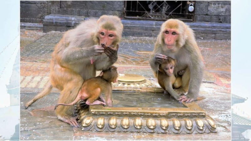 Kathmandu: Monkey Temple Guided Monkey Watching Tour - Monkey Watching and Wildlife Encounters