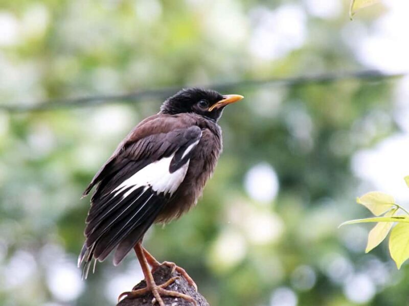 Kathmandu: Phulchowki Birdwatching Tour with Expert Guide - Introduction: A Balanced, Birding Day Near Kathmandu