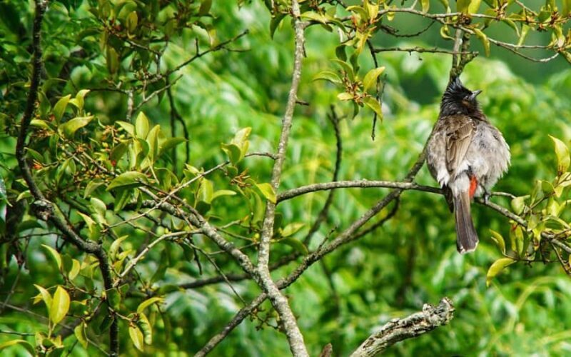 Kathmandu: Phulchowki Birdwatching Tour with Expert Guide - Why This Tour Offers Great Value