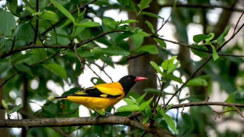Kathmandu: Phulchowki Birdwatching Tour with Expert Guide - Exploring the Itinerary in Detail