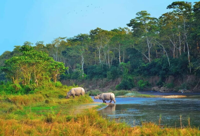Kathmandu/Pokhara: 3 Day Chitwan Jungle Safari Tour - An In-Depth Look at the Chitwan Safari Experience