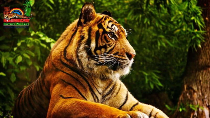 Kathmandu/Pokhara: 3 Day Chitwan Jungle Safari Tour - The Sum Up