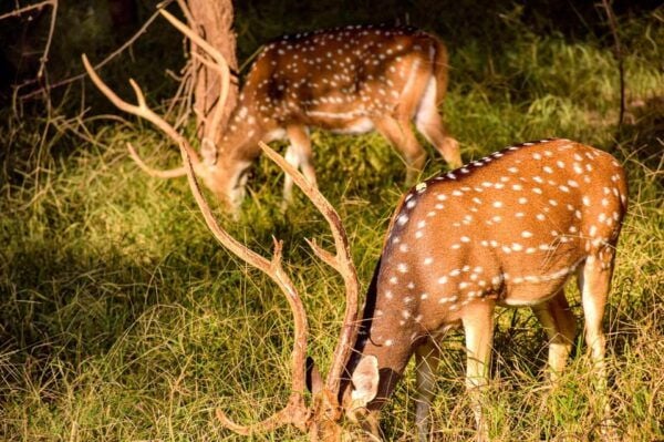 Kathmandu/Pokhara: 3 Day Chitwan Safari & Tower Night Stay - Questions You May Have