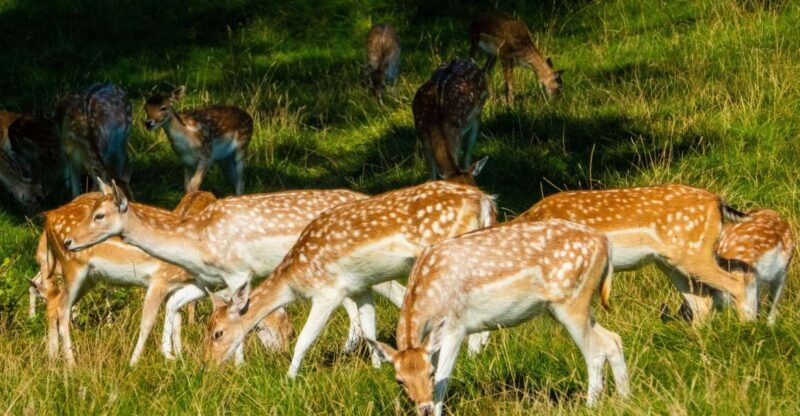 Kathmandu/Pokhara: Wildlife, Culture and Jungle Safari Tour - Good To Know