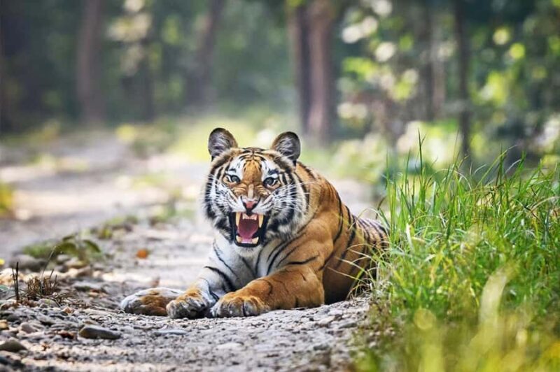 Kathmandu: Rara Lake, Jumla & Bardia 7-Day Overland Tour - Good To Know  