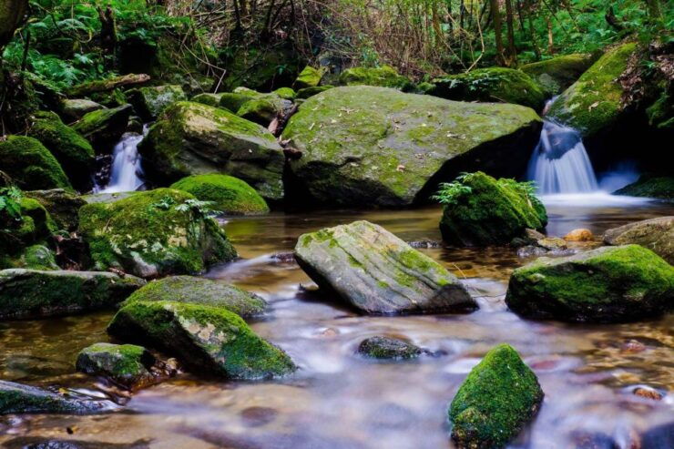 Kathmandu: Shivapuri National Park Hiking Adventure - Activity Details