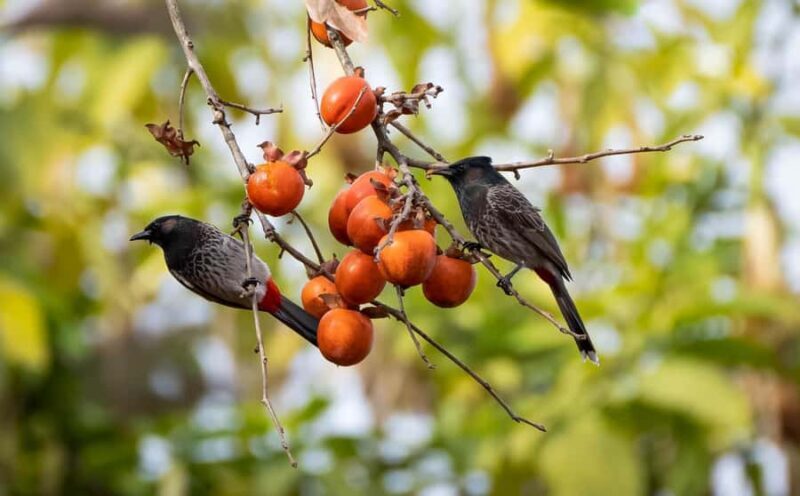 Kathmandu: Shivapuri National Park Nature Photography Tour - Discovering Nature Near Kathmandu