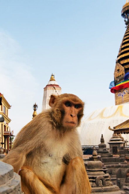 Kathmandu Sightseeing Tour With Private Car and Guide - Swayambhunath Temple Experience