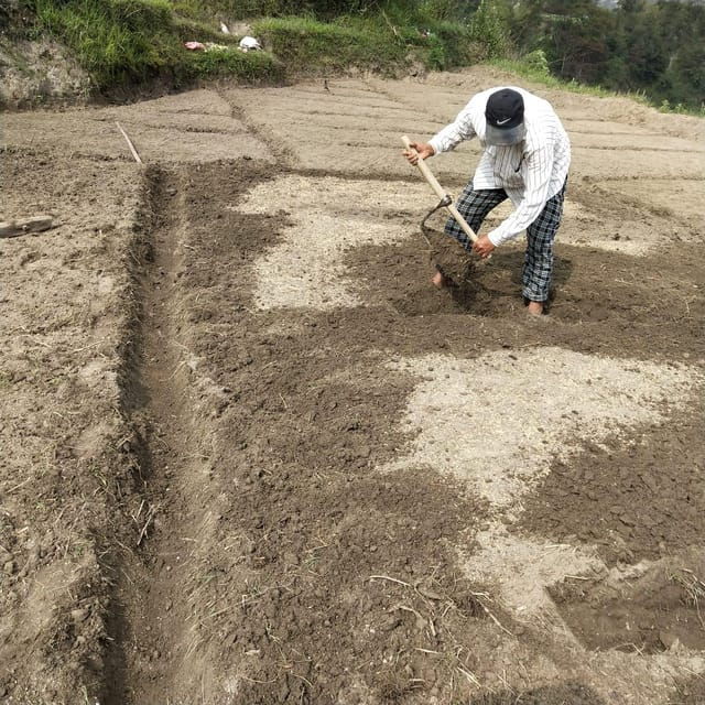 Kathmandu: the Mud and the Miracle,Paddy Plantation Festival - Key Points