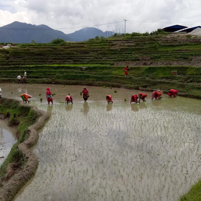 Kathmandu: the Mud and the Miracle,Paddy Plantation Festival - Itinerary Details