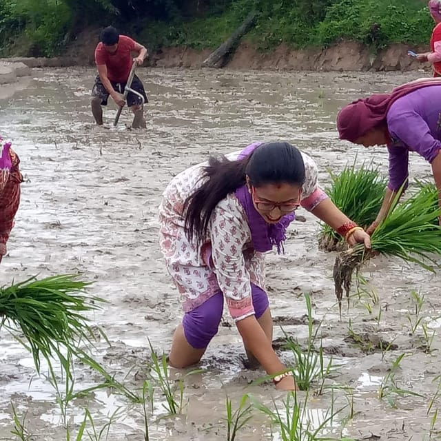 Kathmandu: the Mud and the Miracle,Paddy Plantation Festival - Local Cuisine