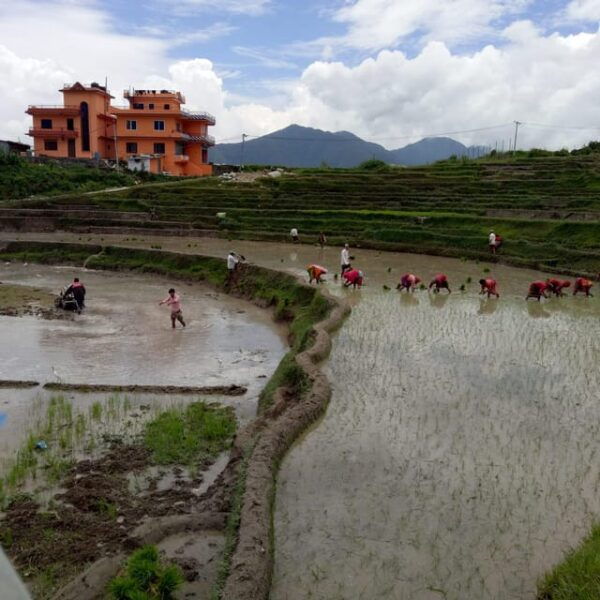 Kathmandu: the Mud and the Miracle,Paddy Plantation Festival - Essential Packing List