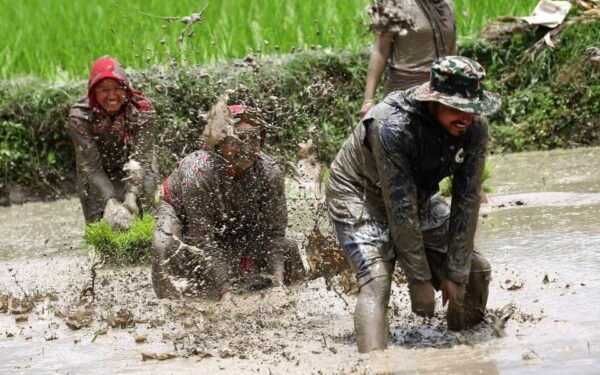 Kathmandu: the Mud and the Miracle,Paddy Plantation Festival - Questions You May Have