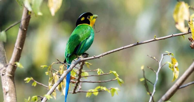 Kathmandu Valley: Bird Watching Tour with Guide - Practical Aspects of the Tour
