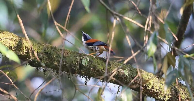 Kathmandu Valley: Bird Watching Tour with Guide - Good To Know