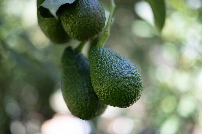 Katikati Avocado Adventure - Who Will Love This Tour?