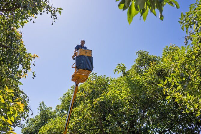 Katikati Avocado Adventure - FAQ