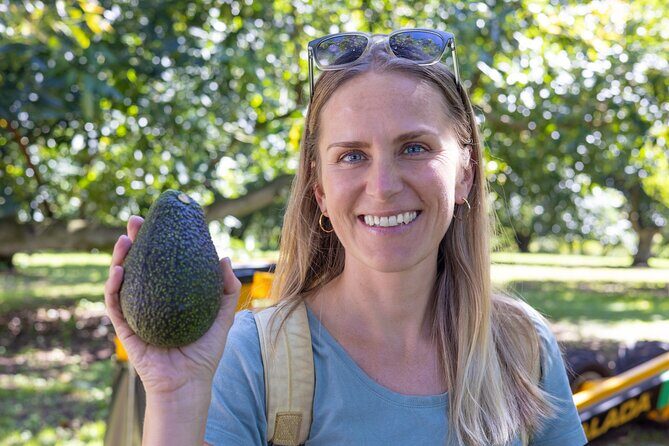 Katikati Gourmet Avocado Tasting - Good To Know