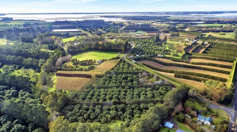 Katikati: Guided Avocado Adventures with Tasty Treats - What to Expect from Your Avocado Adventure