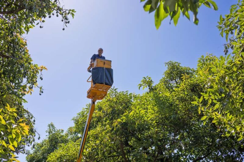 Katikati: Guided Avocado Adventures with Tasty Treats - Who Will Love This Experience?