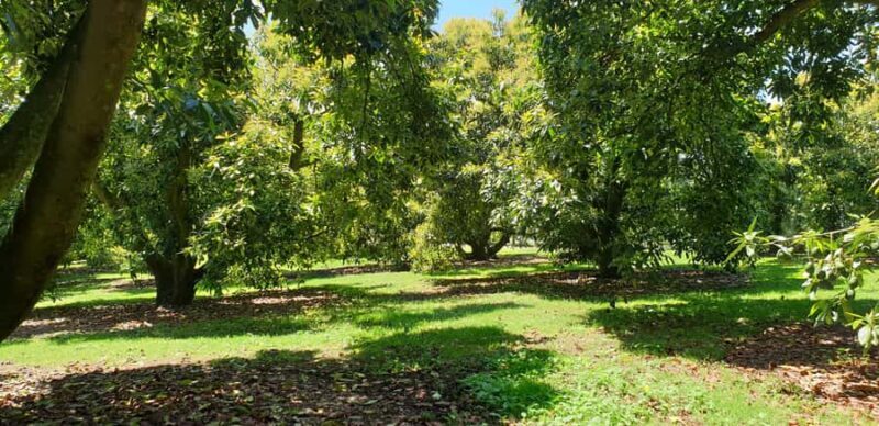 Katikati: Guided Gourmet Avocado Tour - Authentic Insights from Reviews