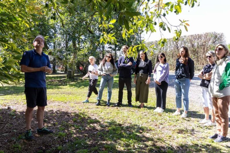 Katikati: Guided Gourmet Avocado Tour - Why This Tour Is a Great Choice