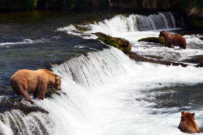 Katmai Brooks Falls Bear Experience - Bear Viewing Experience