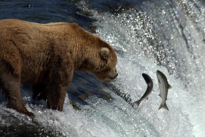 Katmai Brooks Falls Bear Experience - Secure Viewing Platforms