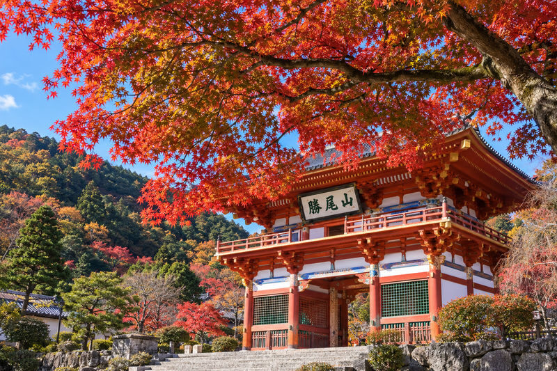 Katsuo-ji Temple Daruma Prayer, Kyoto Arashiyama, Kiyomizu-dera Temple: Lunch can be upgraded to A5 Kuroge Wagyu "Kobe Beef" (Matcha experience included) - Is the starting price good value?