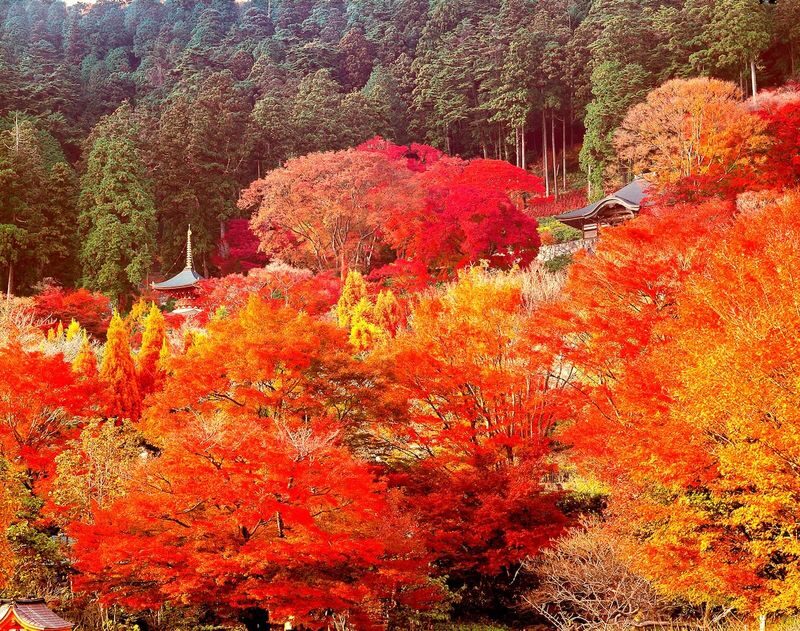 Katsuo-ji Temple Ticket (Optional Osaka Metro Pass) - What the price buys, and who will value it