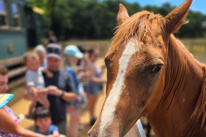 Kauai Hop On Hop Off Tour - What’s Included & What’s Not