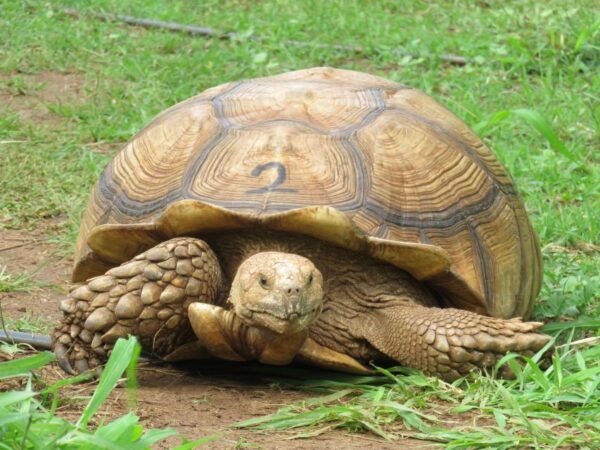 Kauai: Private Tortoises, Caves, and Cliffs South Shore Hike - Common Questions
