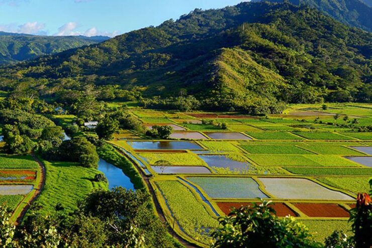 Kauai: Scenic Movie Locations Bus Tour - Activity Details