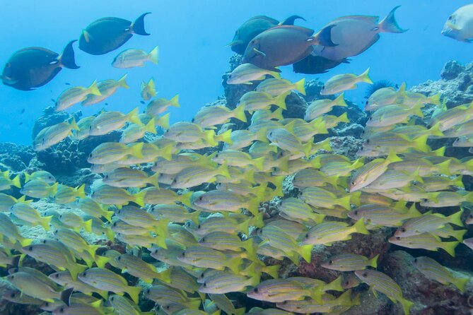 Kauai Shore Snorkeling Adventure Experience From Koloa - Cancellation Policy